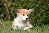 CORGI PEMBROKE 1210
